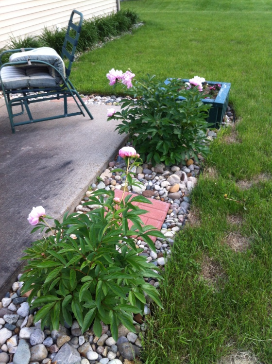 My grandma died two weeks before B and I got married I stole these peonies from her yard before her house sold and transplanted them in our yard. This is the best they have looked in the four years I've had them. I miss Gram like crazy and I love having her flowers. Makes me feel like I have a part of her. 